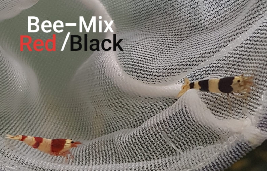 Caridina Bienen 10er Mix Paket